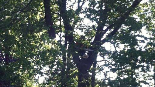 bomen rooien 